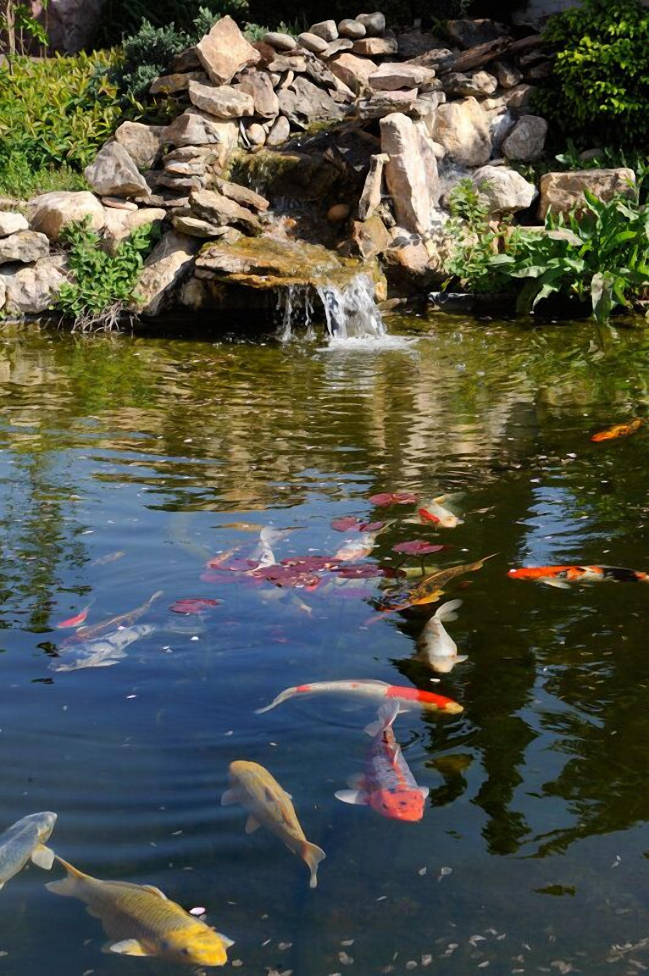Ein Teich mit Koi-Karpfen und einem Wasserfall, umgeben von Steinen und Grünpflanzen.