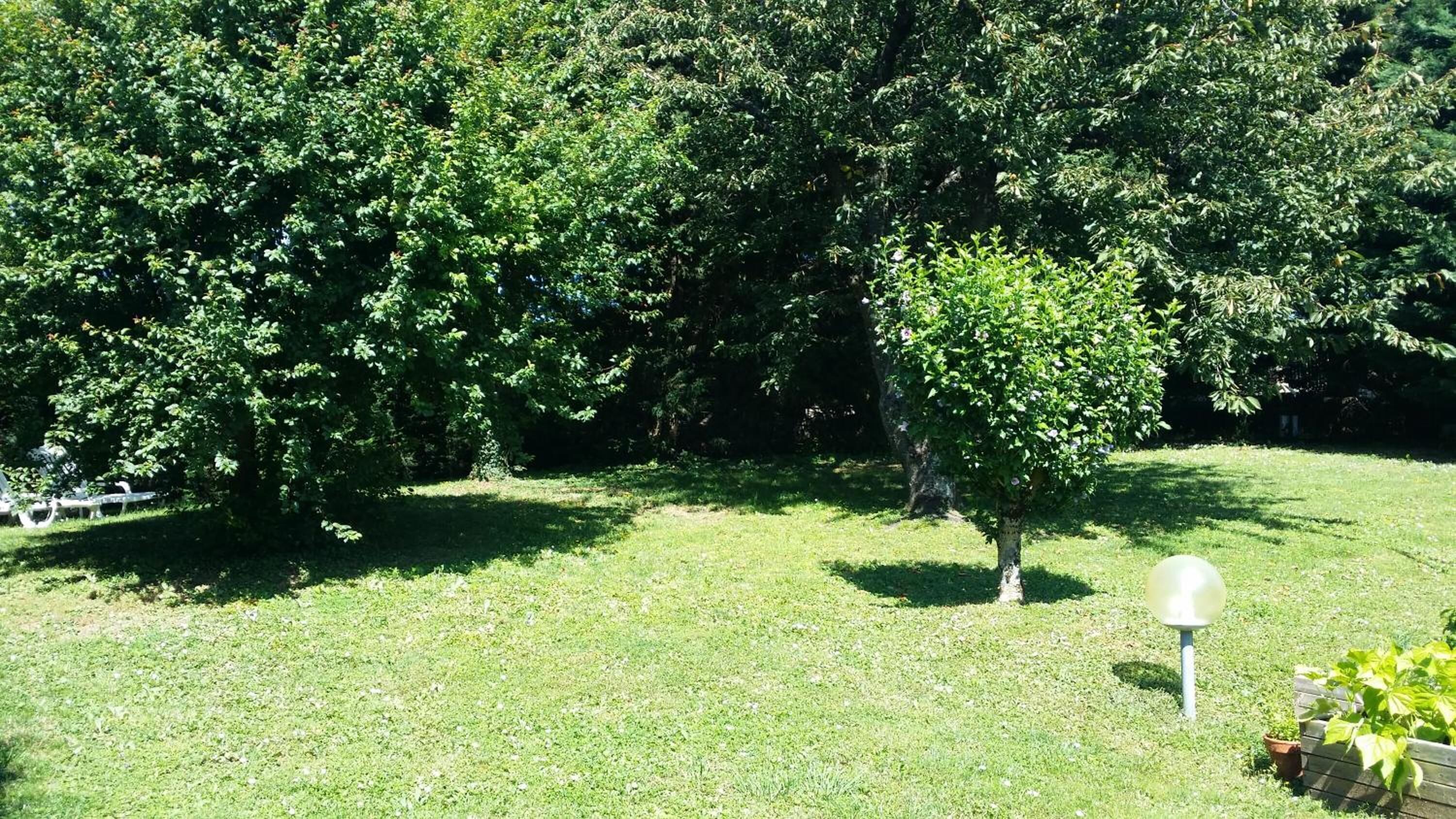 Une zone herbeuse avec des arbres et un lampadaire.