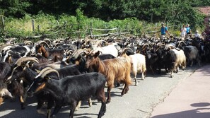 A large herd of goats with prominent horns walking along a paved road.