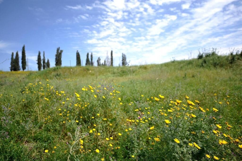 Un campo di fiori gialli con cielo sereno e alberi sullo sfondo.