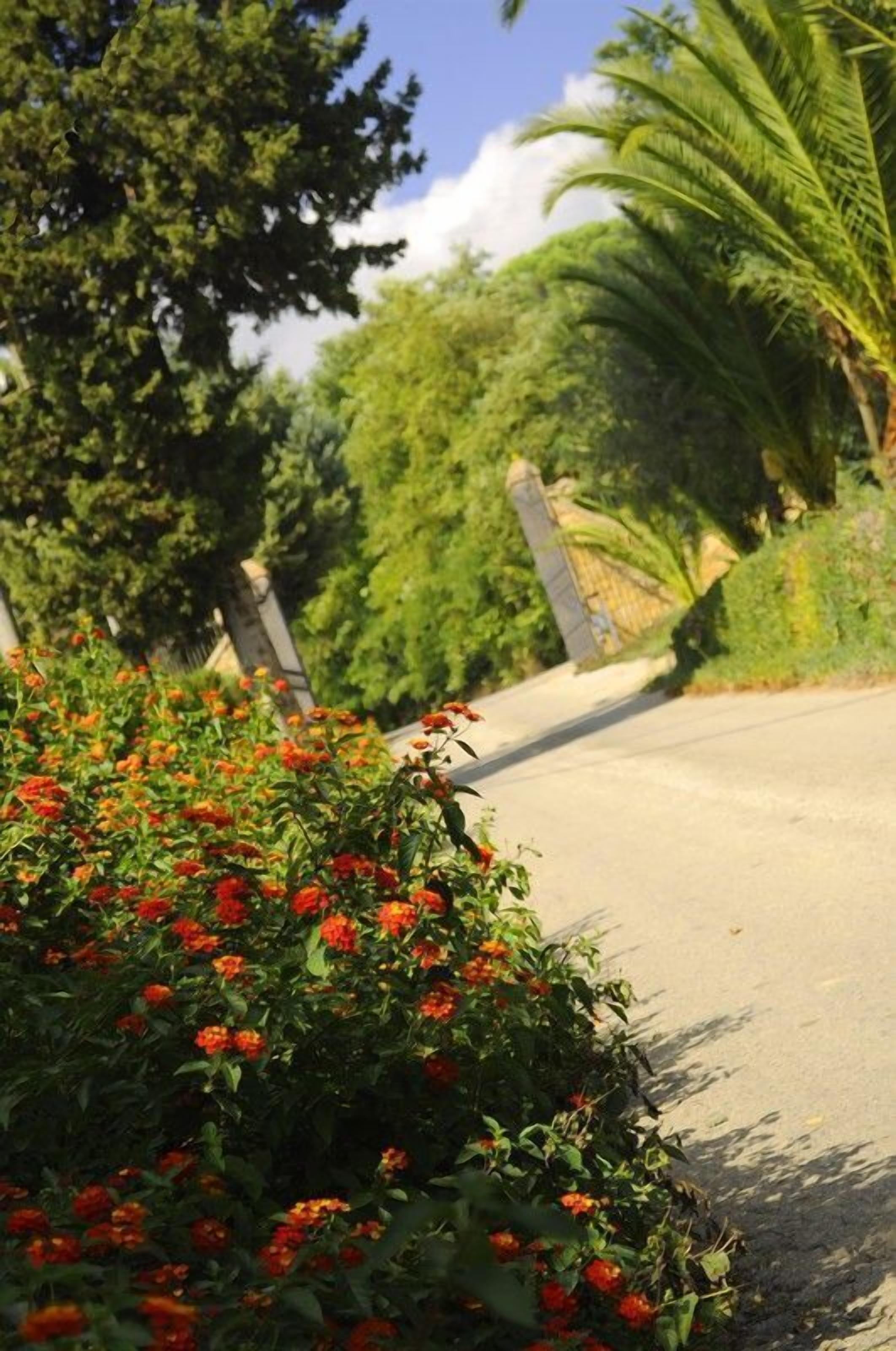 Una strada asfaltata con un fitto gruppo di fiori rossi in primo piano, circondata da un verdeggiante fogliame e alberi.