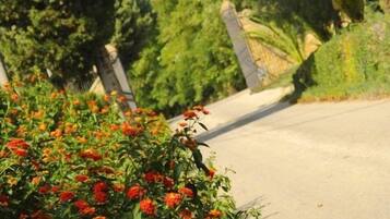 Una strada asfaltata con un fitto gruppo di fiori rossi in primo piano, circondata da un verdeggiante fogliame e alberi.