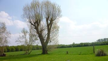 Ein großer Baum auf einer Wiese mit einem befestigten Weg in der Nähe.