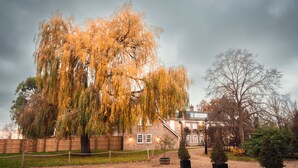 A large weeping willow tree in front of a brick building with a fence and a gravel path. - Rectory Farm (Cambridge)