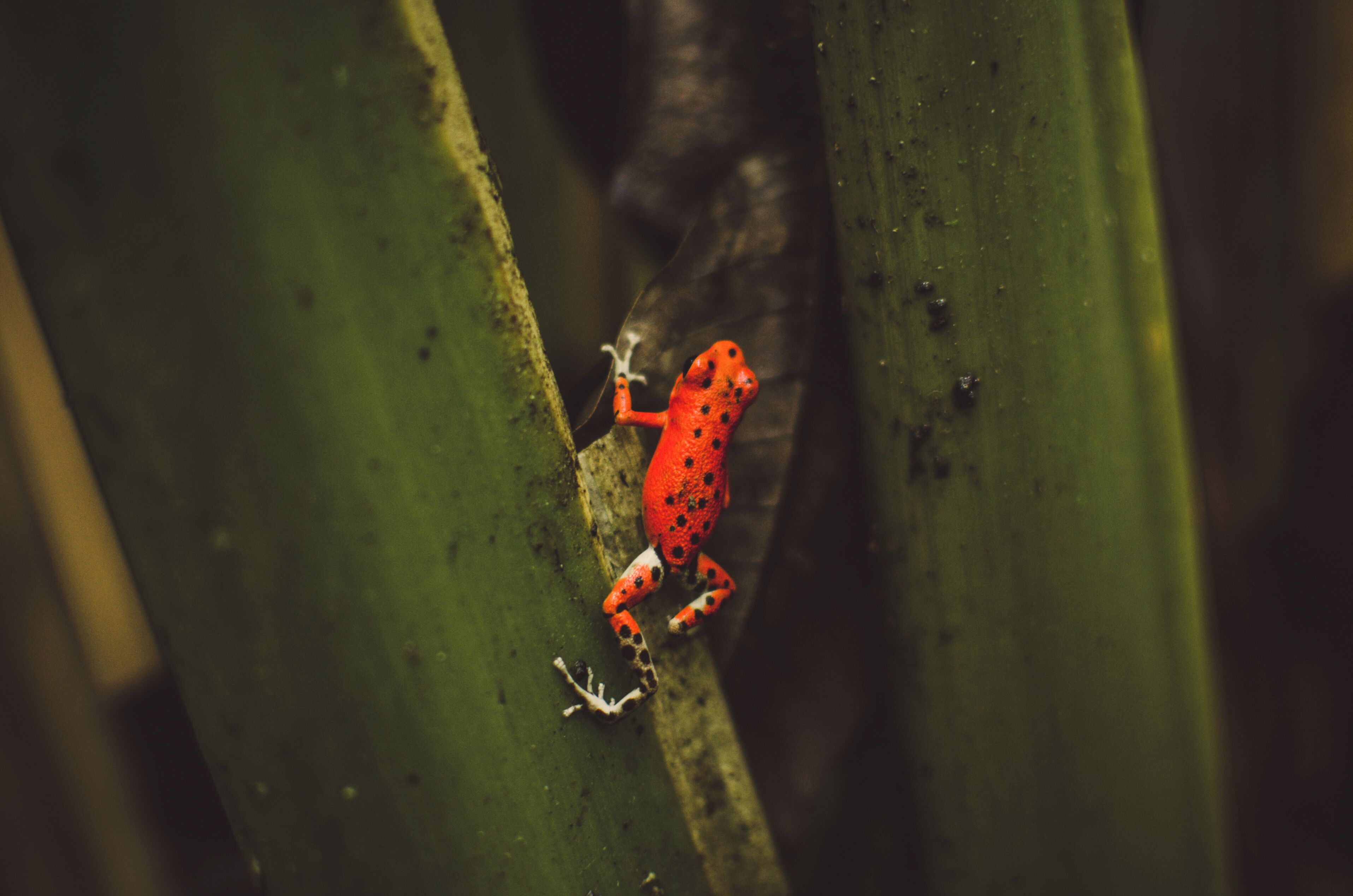 A frog on a green plant.