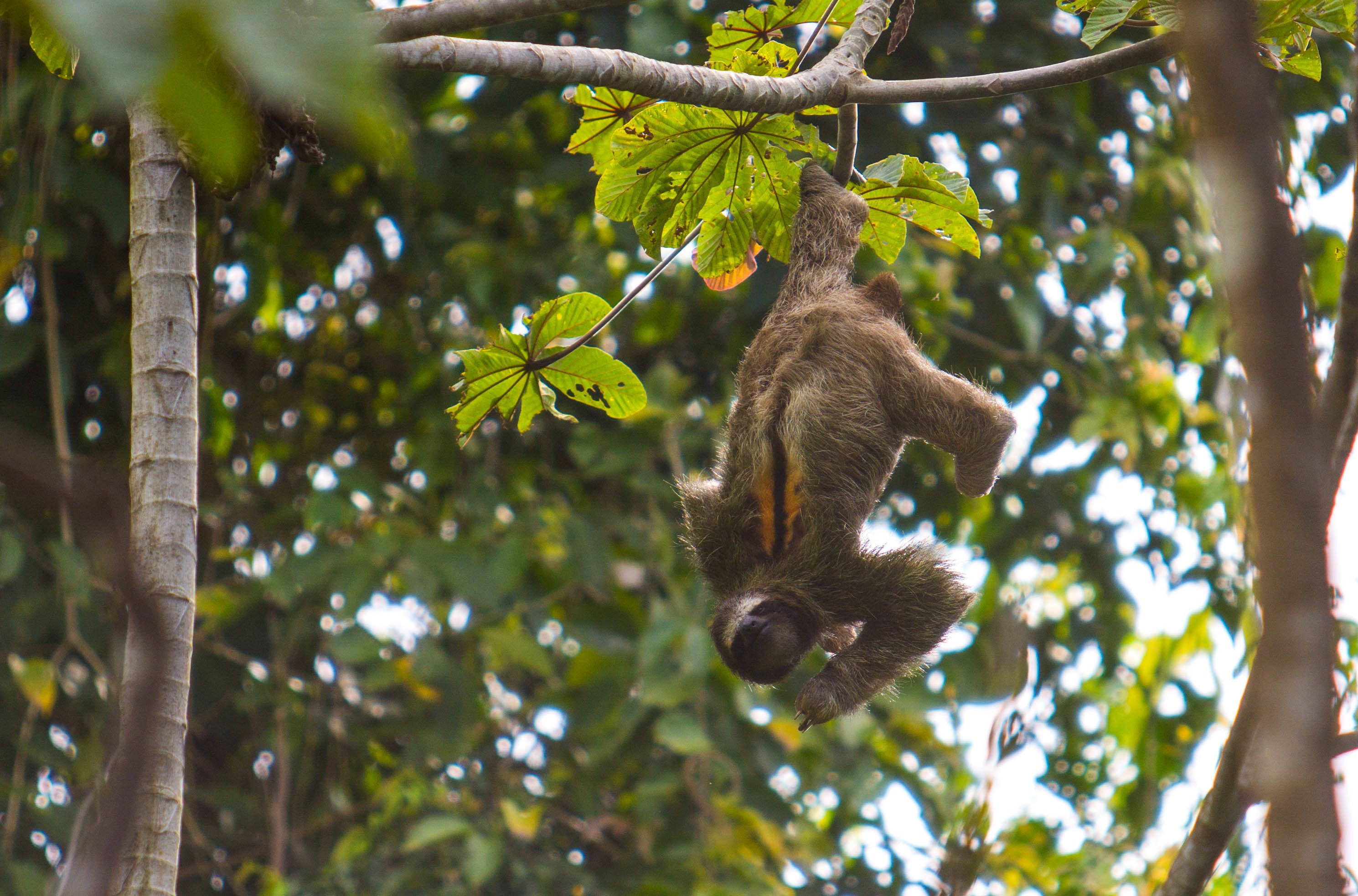 Un perezoso colgando de una rama de árbol.