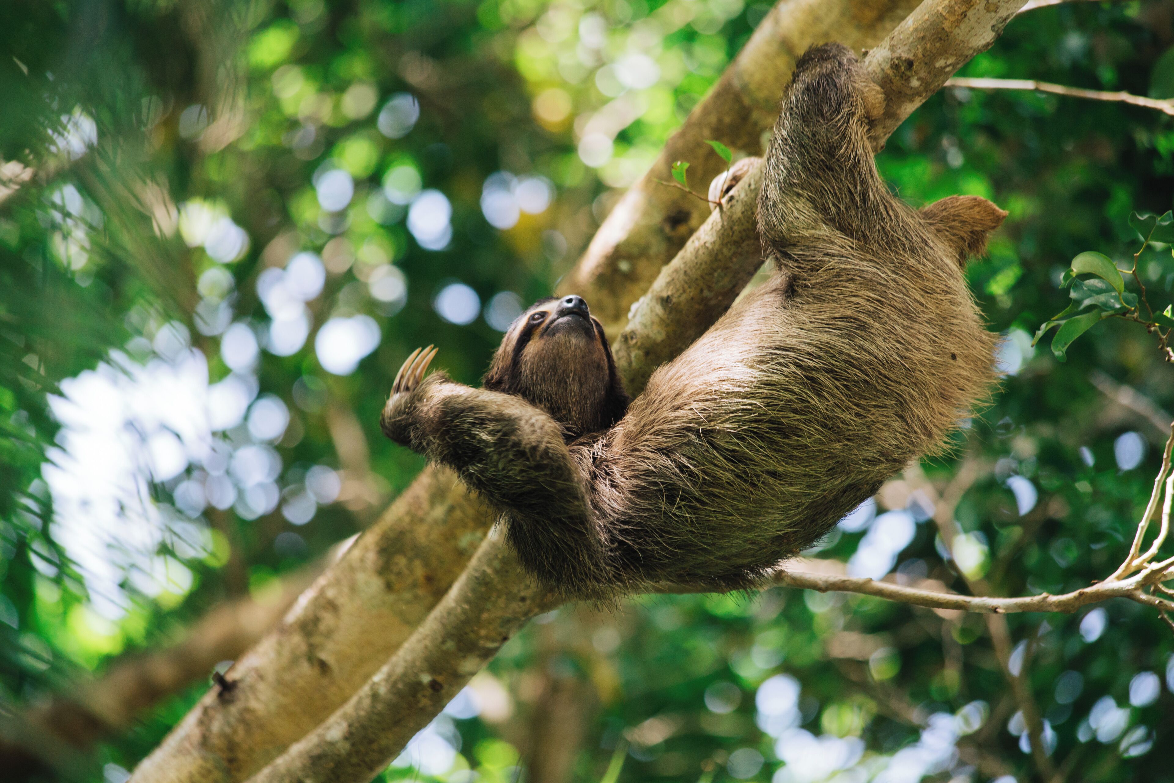 A sloth hanging from a tree branch in a forest.
