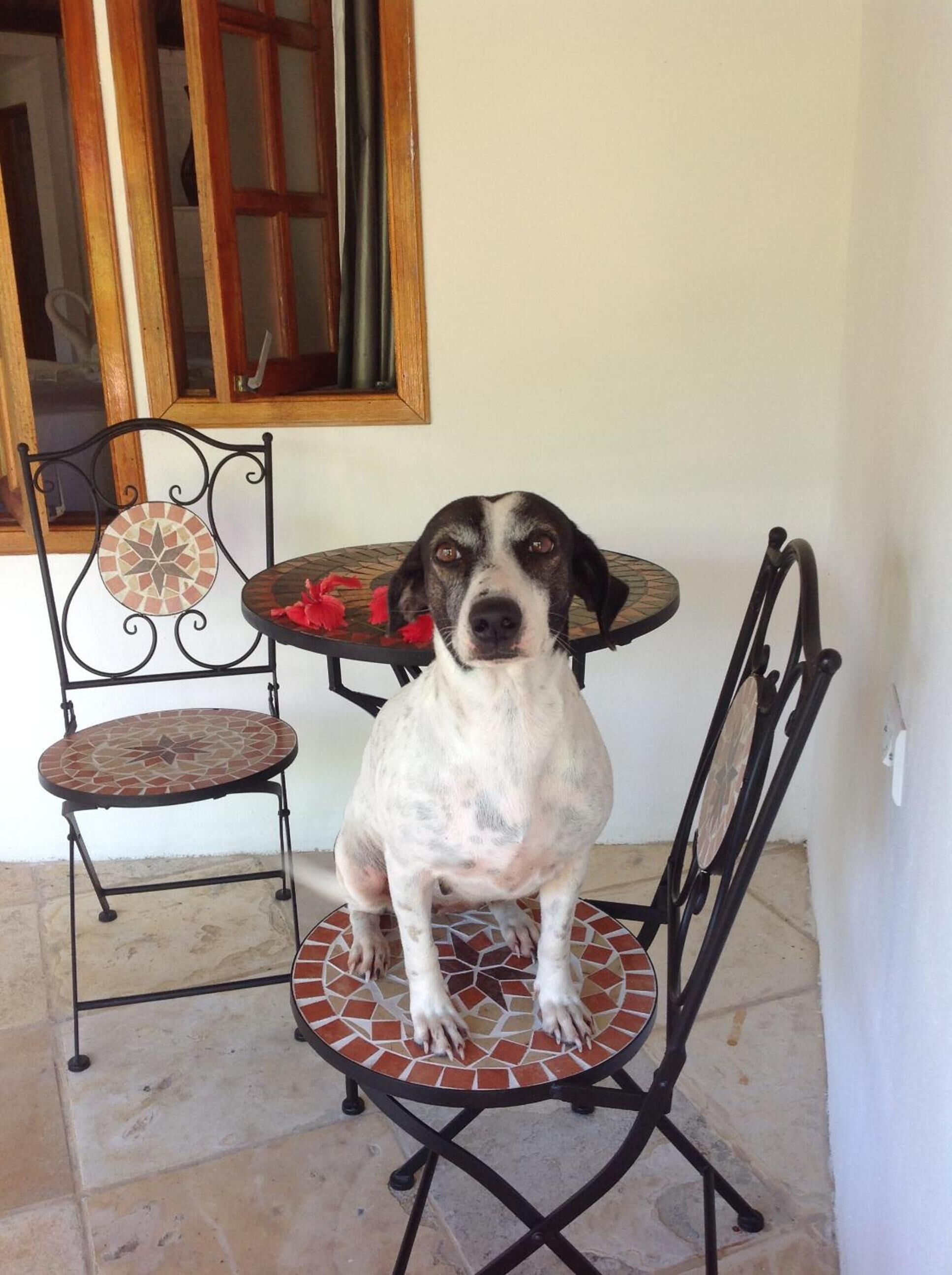 Foto - Pousada Villa Caju