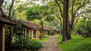 A pathway leading to a row of thatched-roof huts surrounded by lush greenery. - Sigiriya Village (Sigiriya)