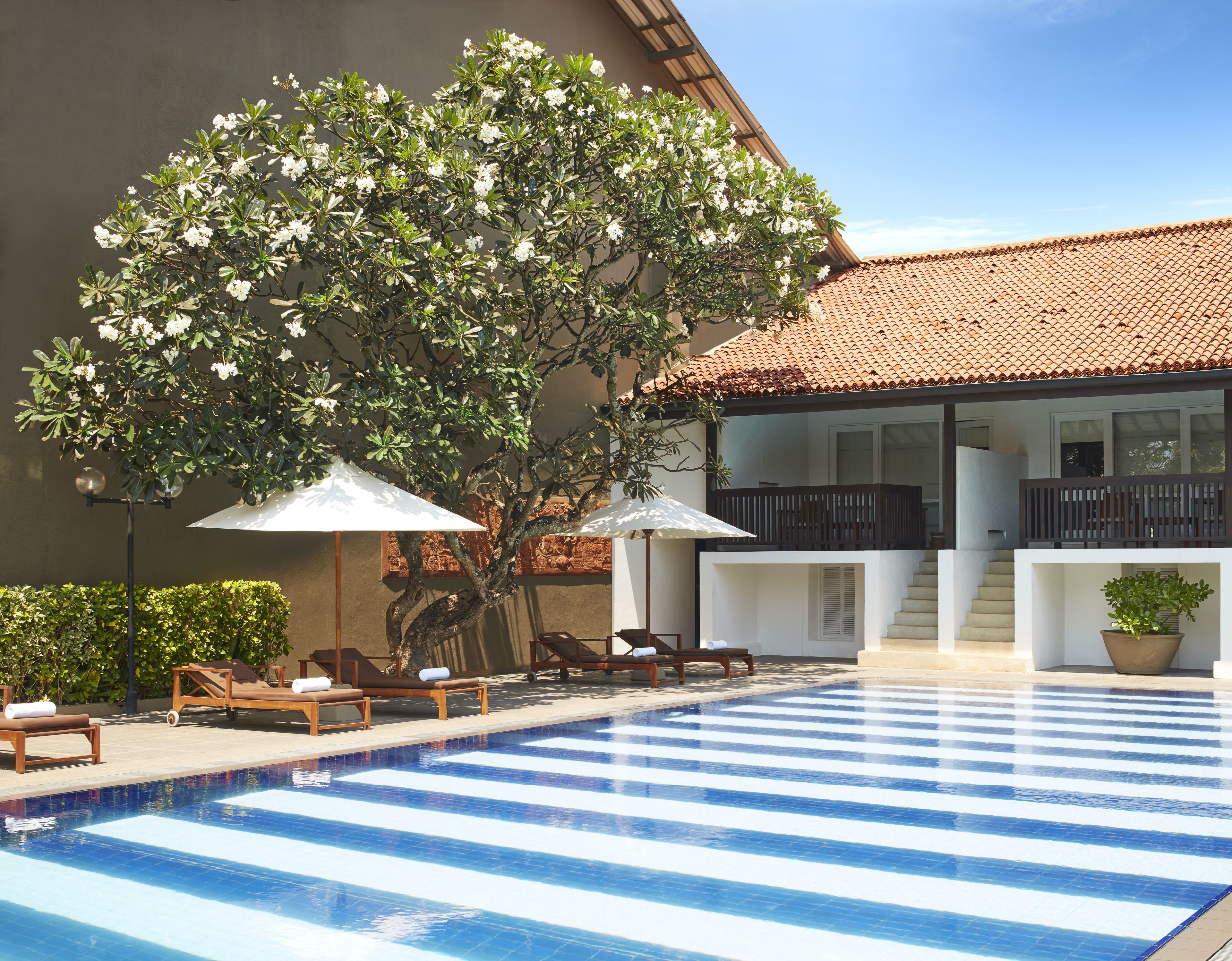 A pool area with lounge chairs and umbrellas, a tree with white flowers, and a building with a tiled roof.