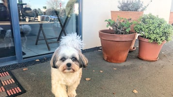 Pet-friendly