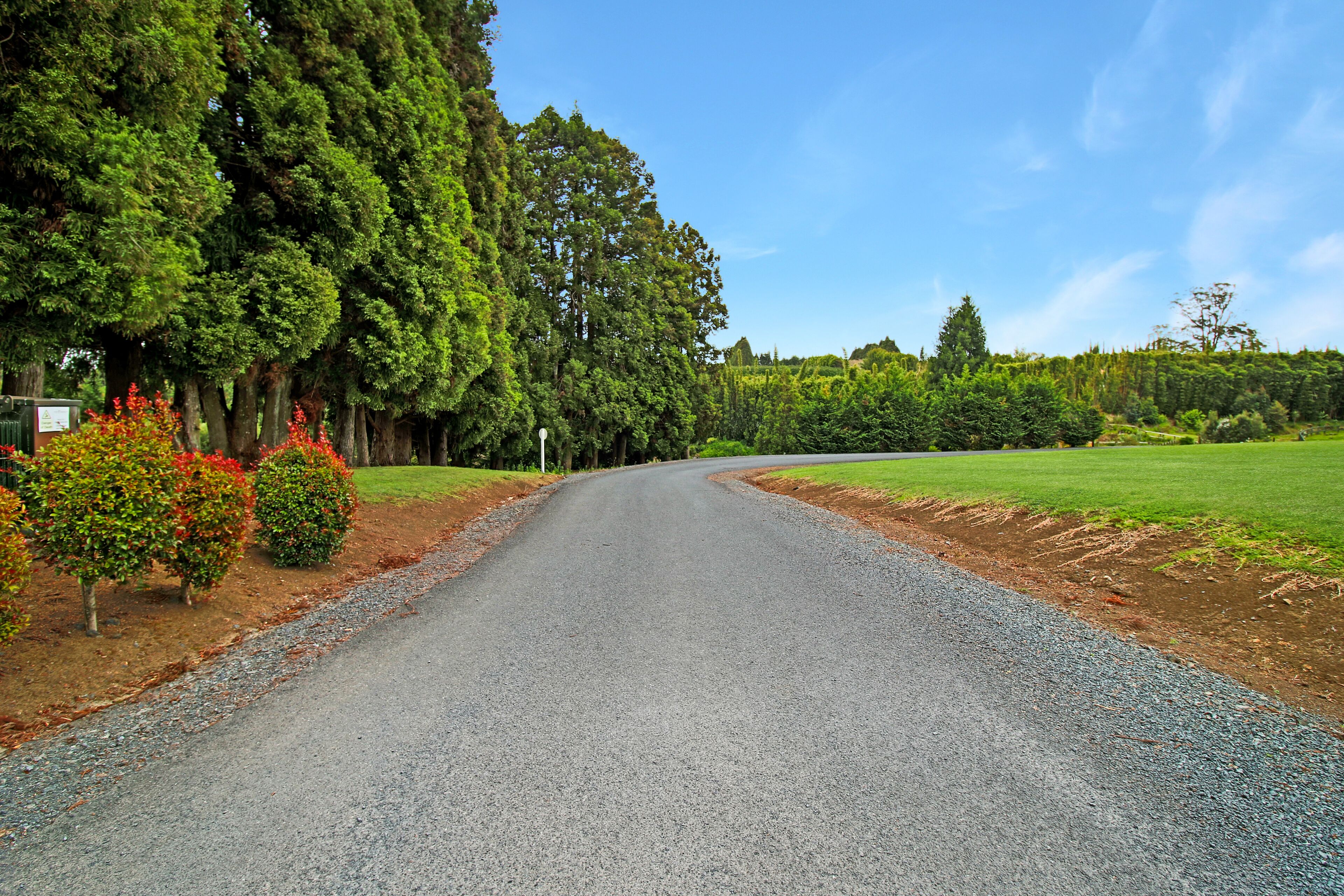 Un camino rural bordeado de árboles y arbustos densos, que lleva a un campo verde.