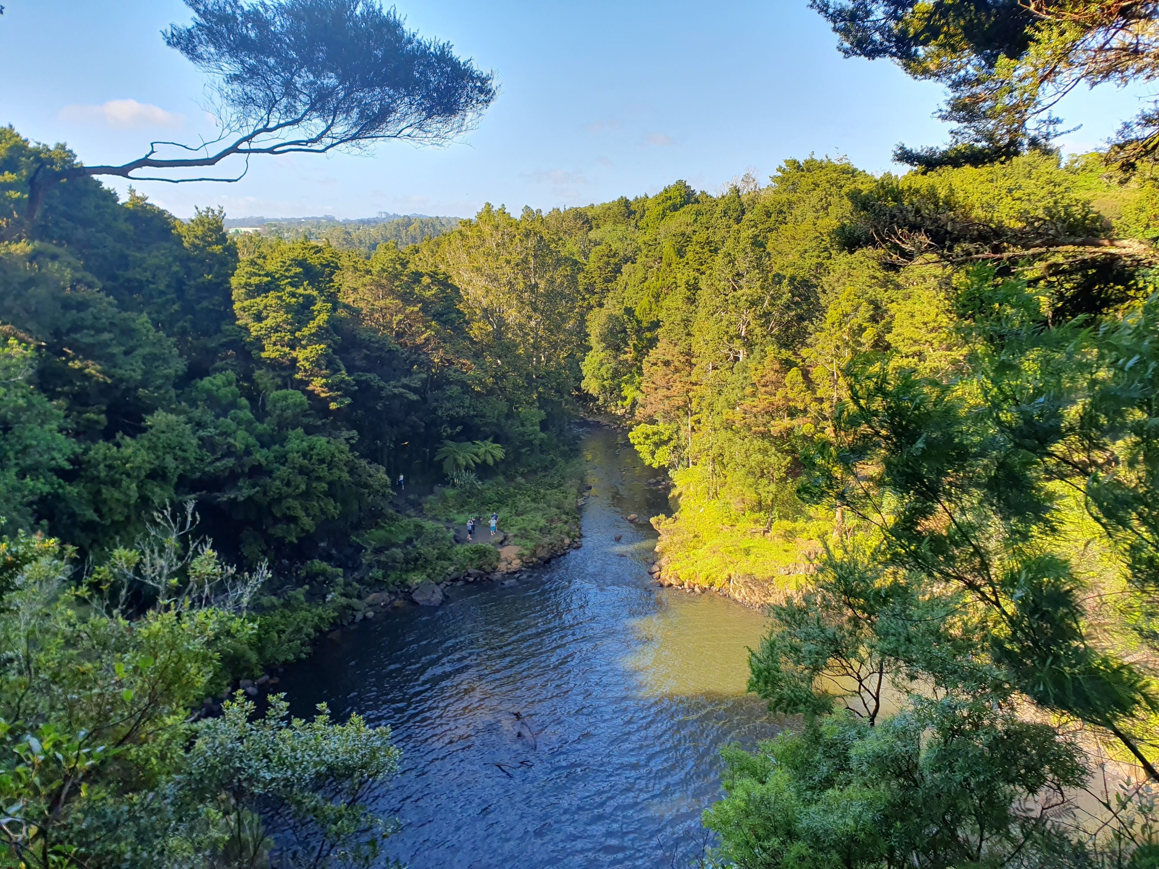 A river surrounded by dense forest.