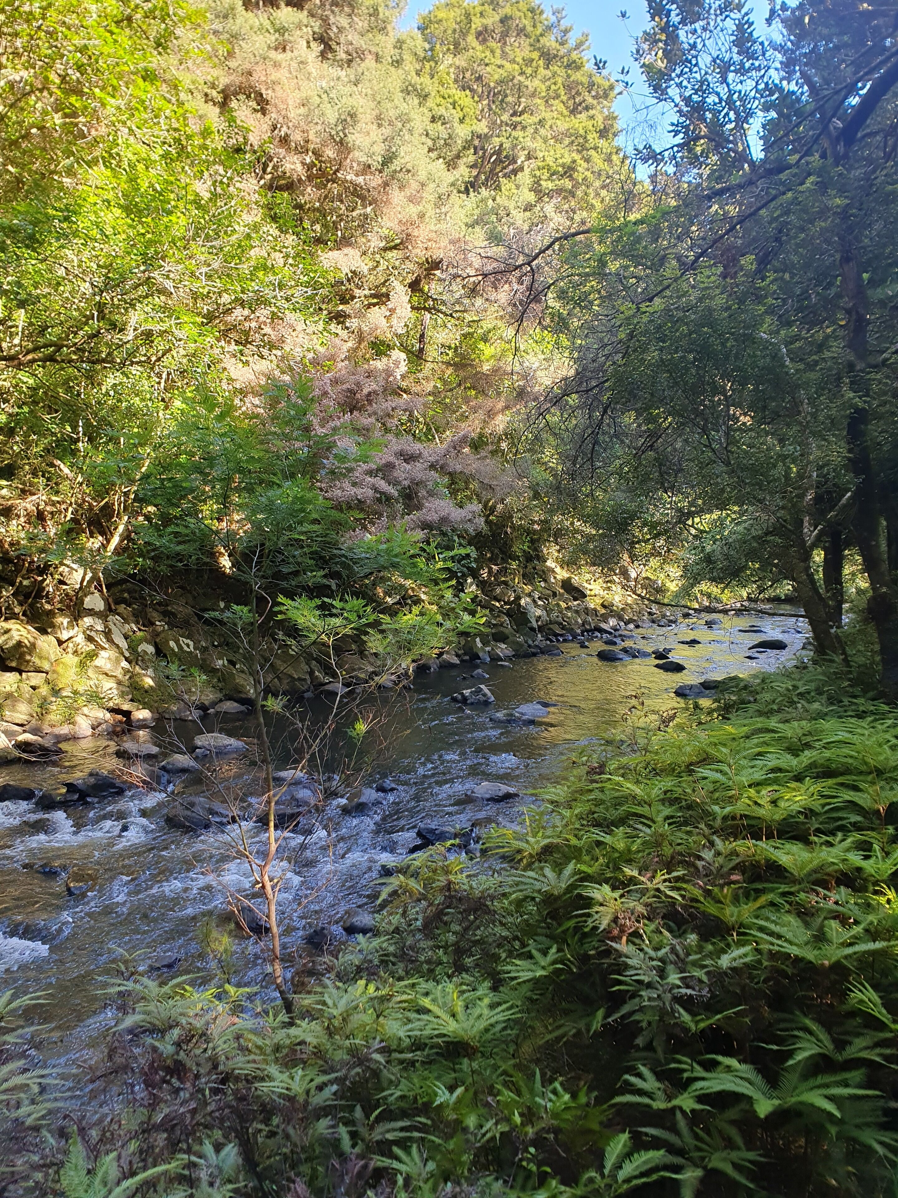 Paesaggio naturale con un corso d'acqua, vegetazione lussureggiante e terreno roccioso.