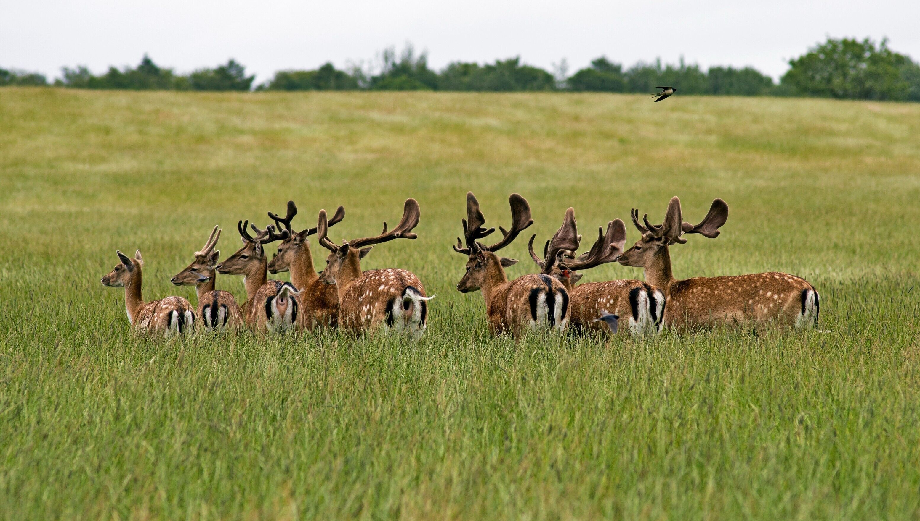 Un groupe de cerfs dans un champ herbeux, avec des arbres en arrière-plan.