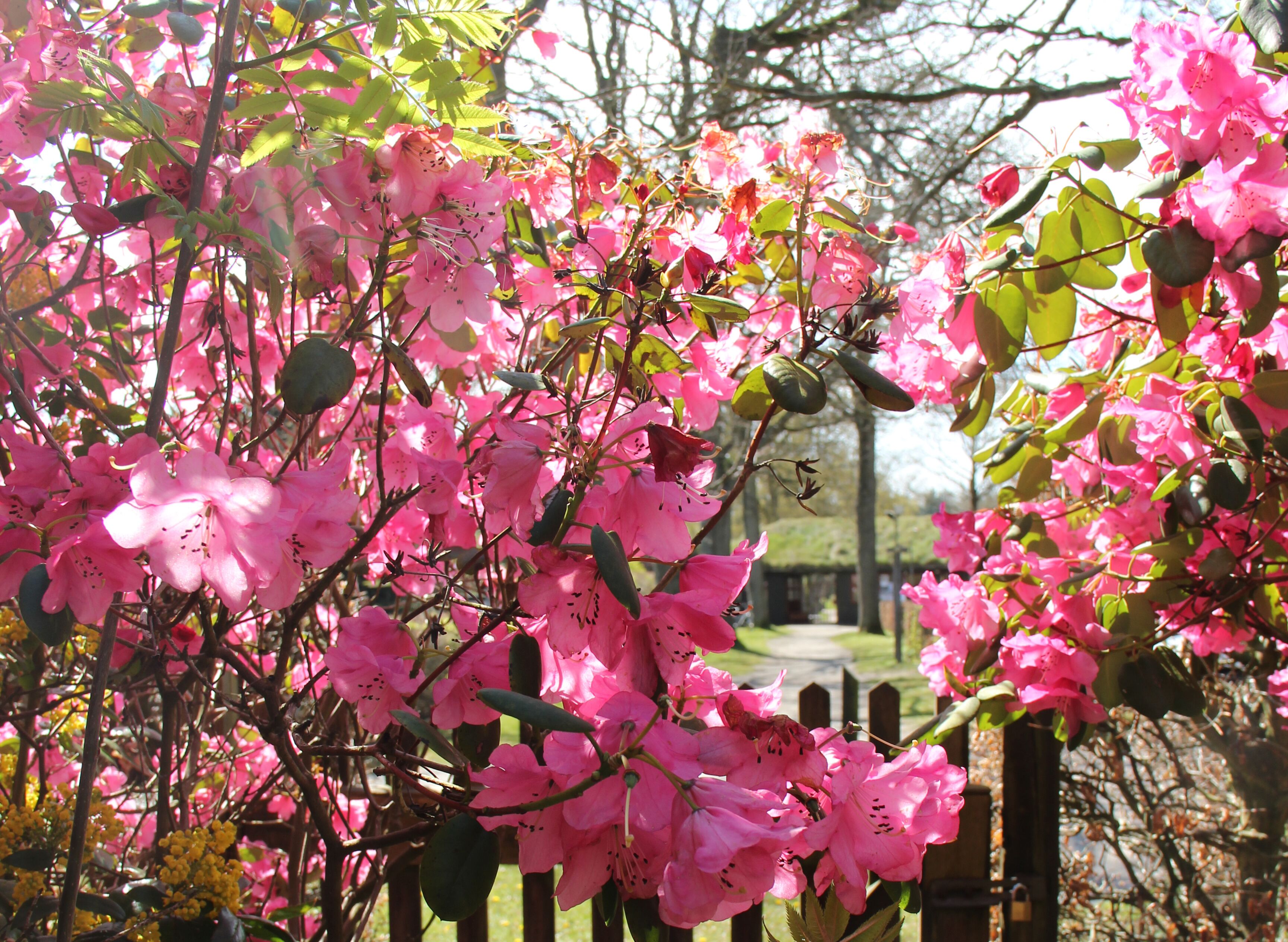A garden with pink flowers and a wooden fence.