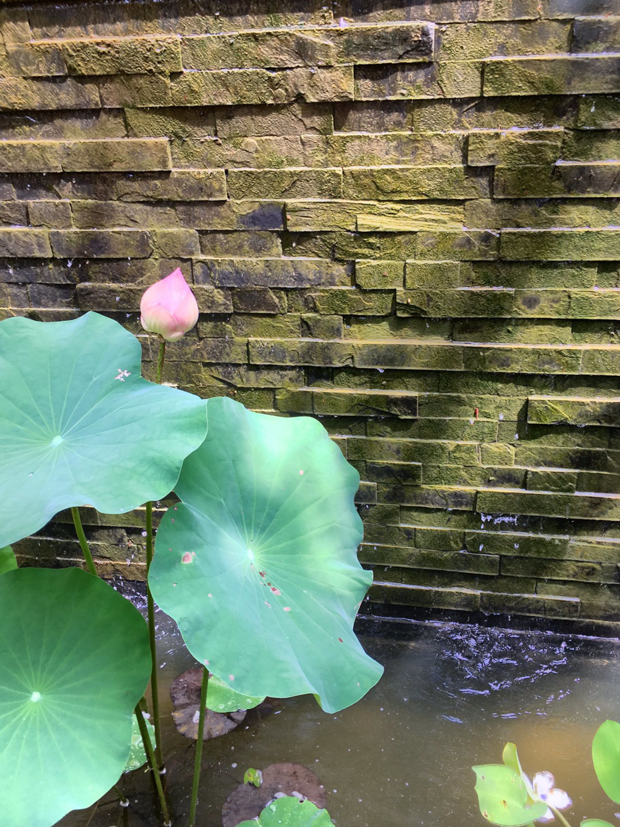 A stone wall with a lotus flower and large green leaves.