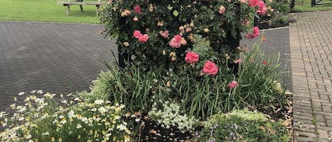 Jardin