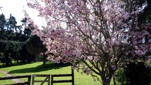 A cherry blossom tree in full bloom with a wooden gate in the foreground. - Lupton Lodge (Glenbervie)