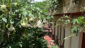 Un estrecho sendero bordeado por exuberante follaje y flores colgantes, que conduce a un edificio con techo de tejas y plantas en macetas.