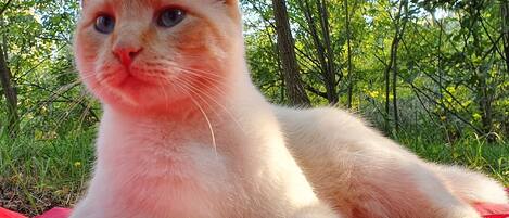 Un gato recostado sobre una manta roja en un entorno natural, con árboles y follaje al fondo.