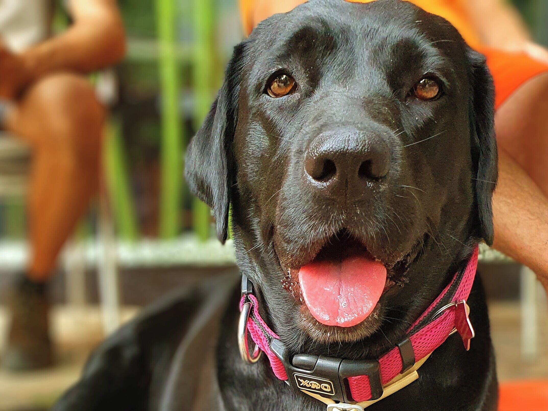 Primer plano de un perro negro con collar rosa.