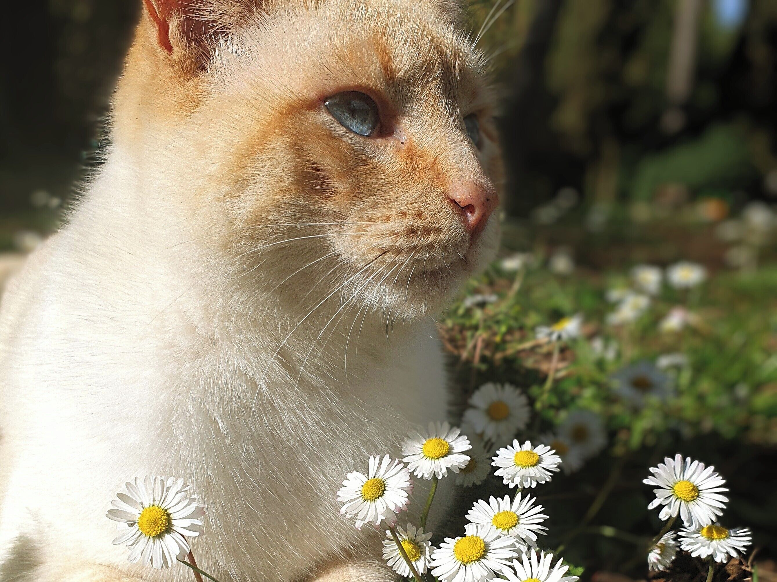 A cat with a white and orange coat, surrounded by white flowers with yellow centers.