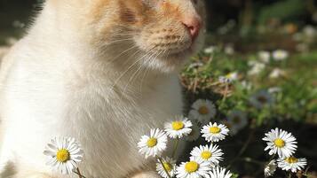 A cat with a white and orange coat, surrounded by white flowers with yellow centers.