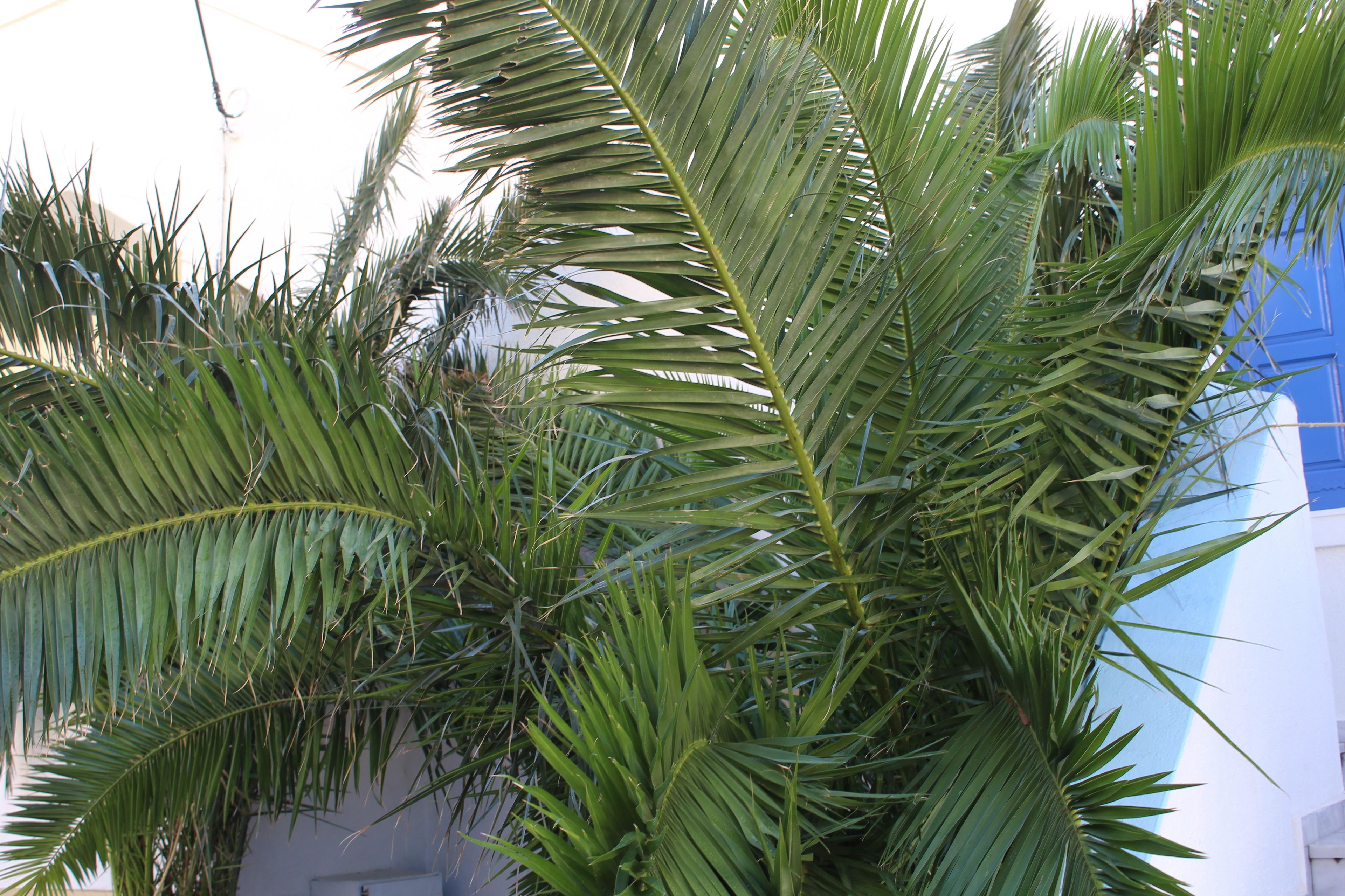 Photo - Studios Halaris