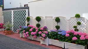 Een rij bloemenbakken met roze en blauwe hortensia’s en kleine bolle beukjes, uitgelijnd langs een wit latten hekwerk.