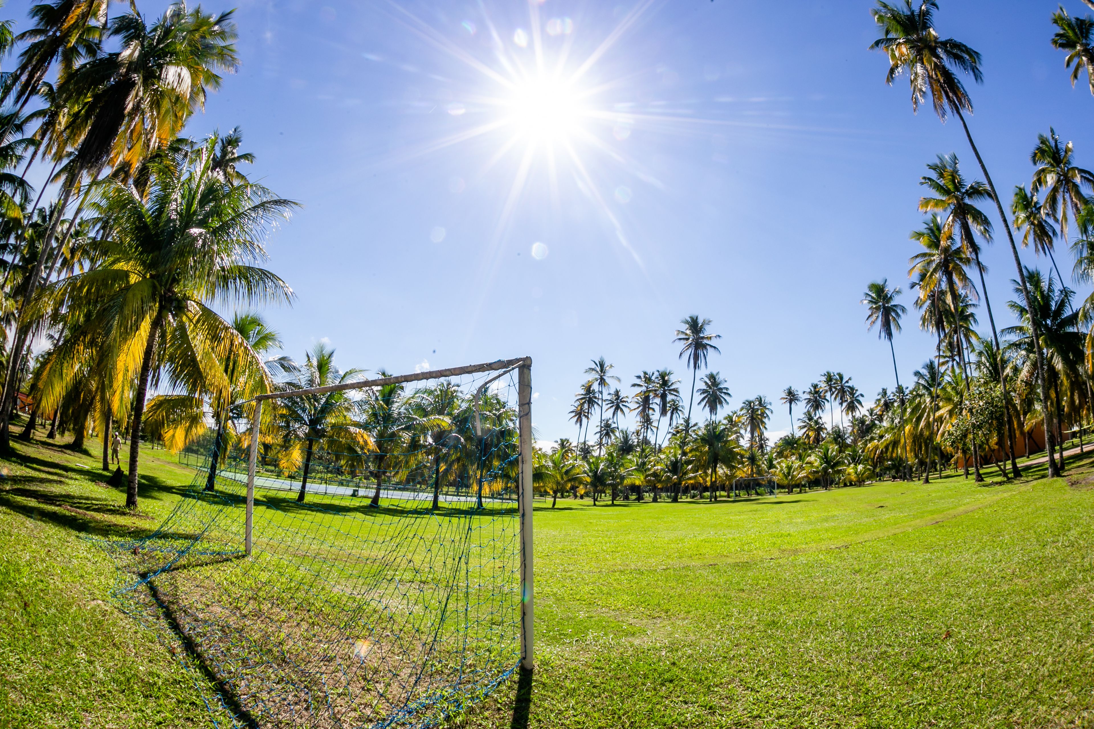 Um campo de futebol com um gol de futebol, rodeado por palmeiras e um céu claro.