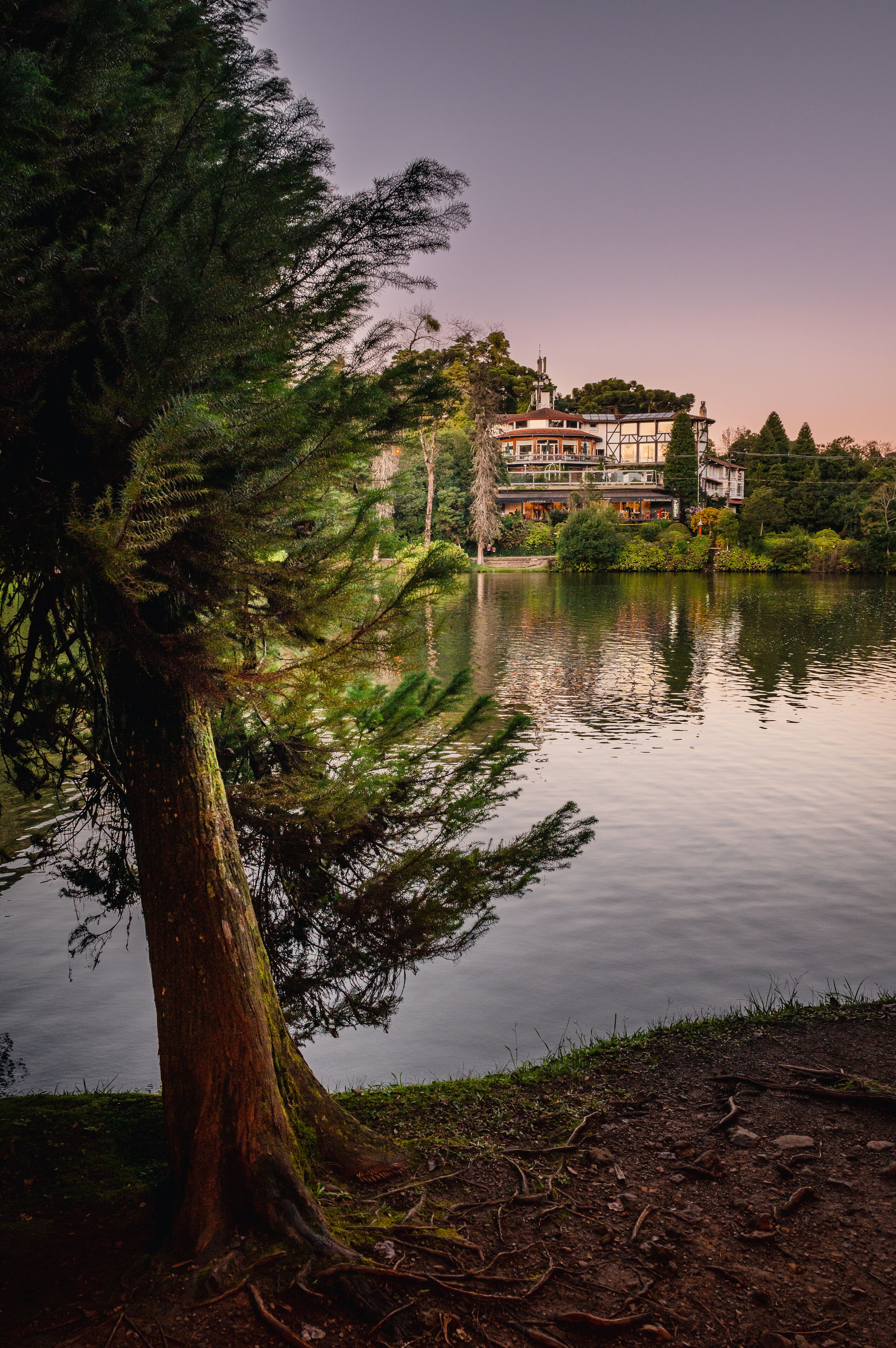 A lakeside view with a large tree in the foreground and a building with multiple stories in the background.