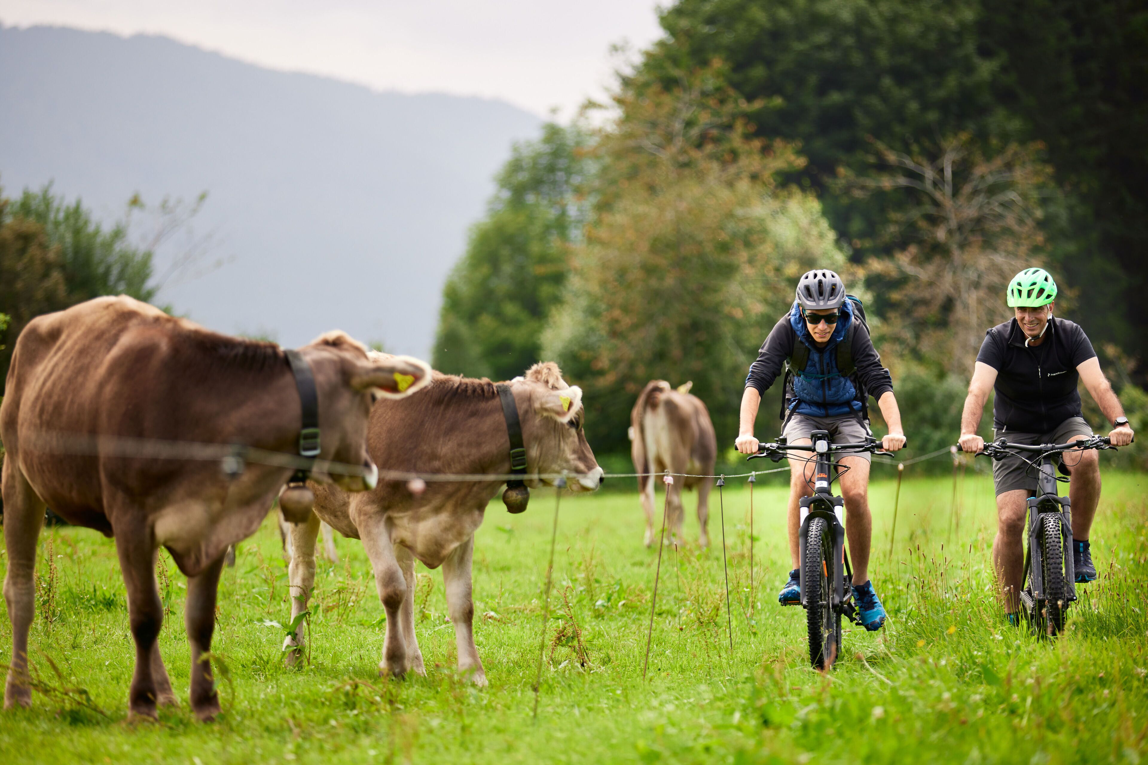 Un ciclista pedaleando por un campo de hierba, con vacas de fondo.