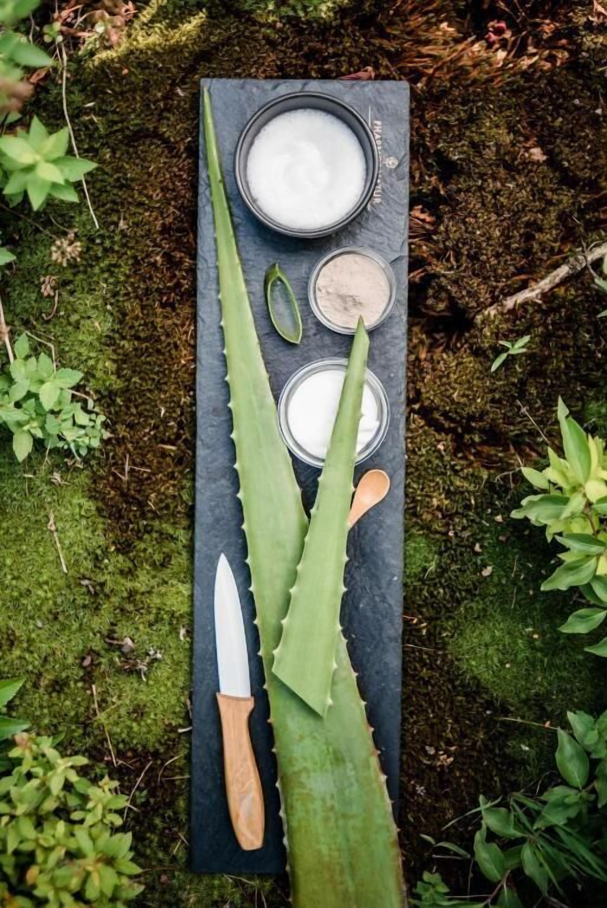 Uma lousa de ardósia preta com plantas de aloe vera e uma faca, cercada por musgo e vegetação.