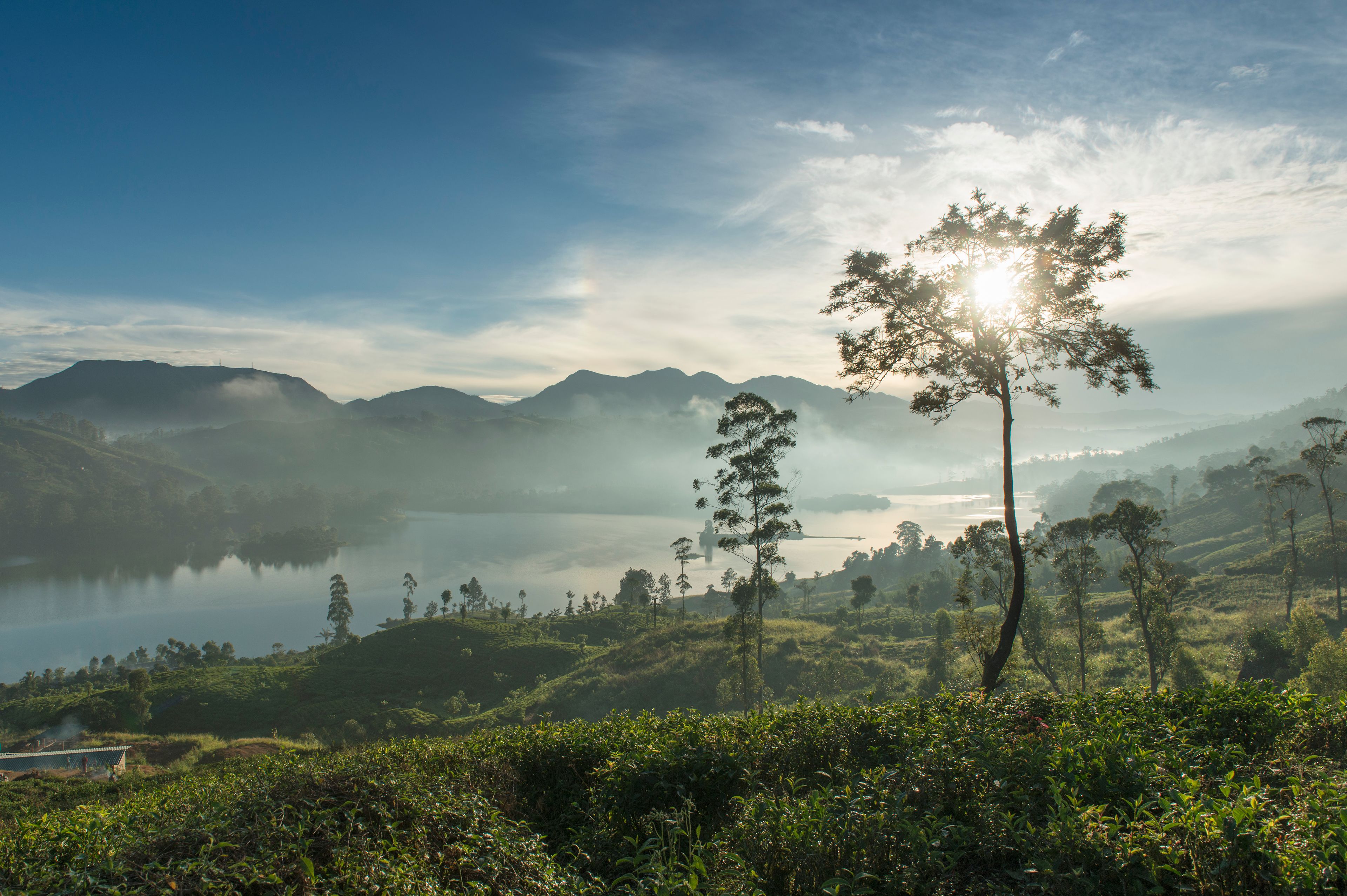 A serene landscape with a lake, mountains, and a prominent tree in the foreground.