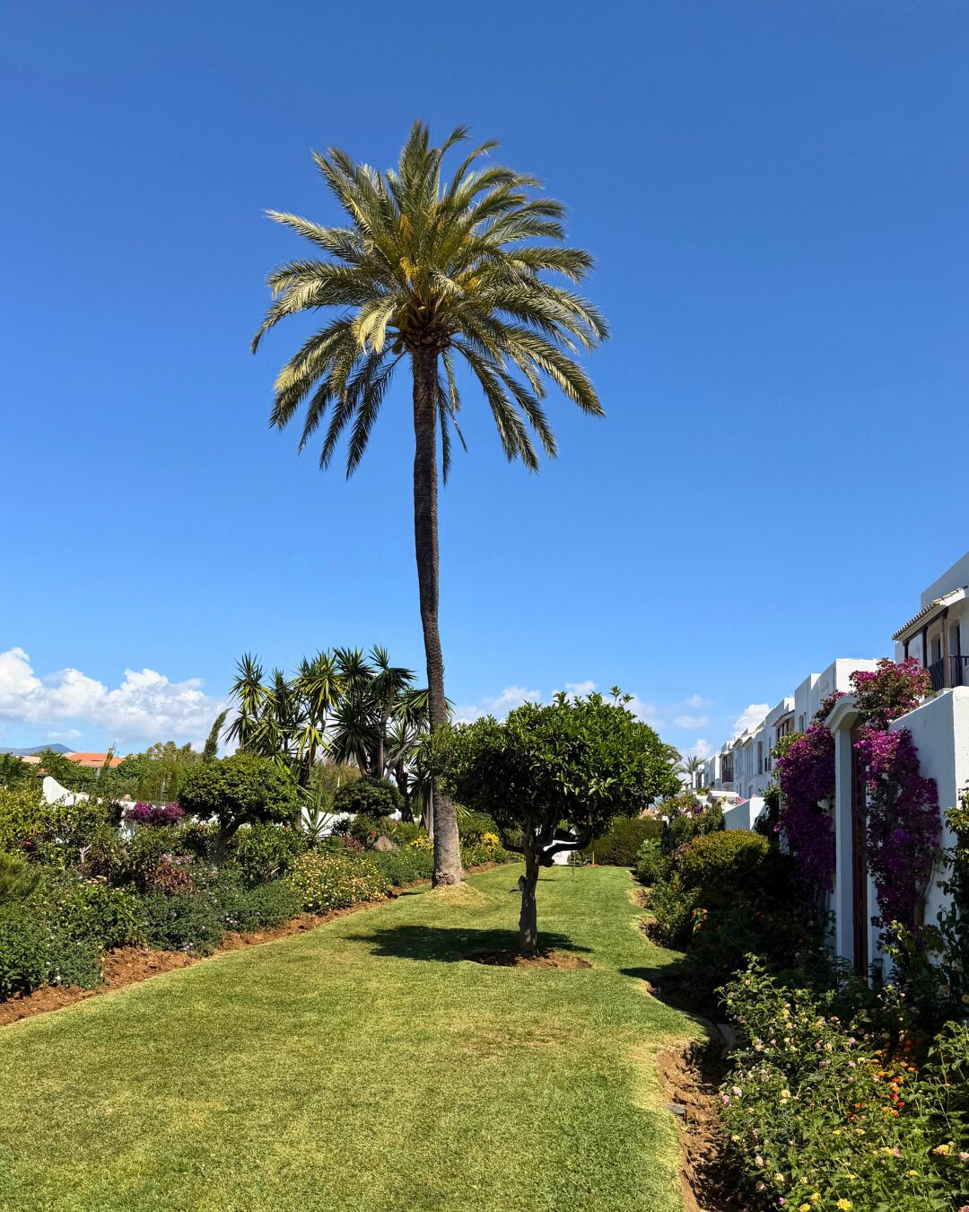 A well-maintained garden with a palm tree, a neatly trimmed hedge, and a pathway leading to a building with white walls and purple flowering vines.