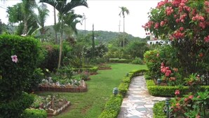 Un sentier de jardin dallé de pierres, bordé d’une végétation luxuriante et de plantes en fleurs.