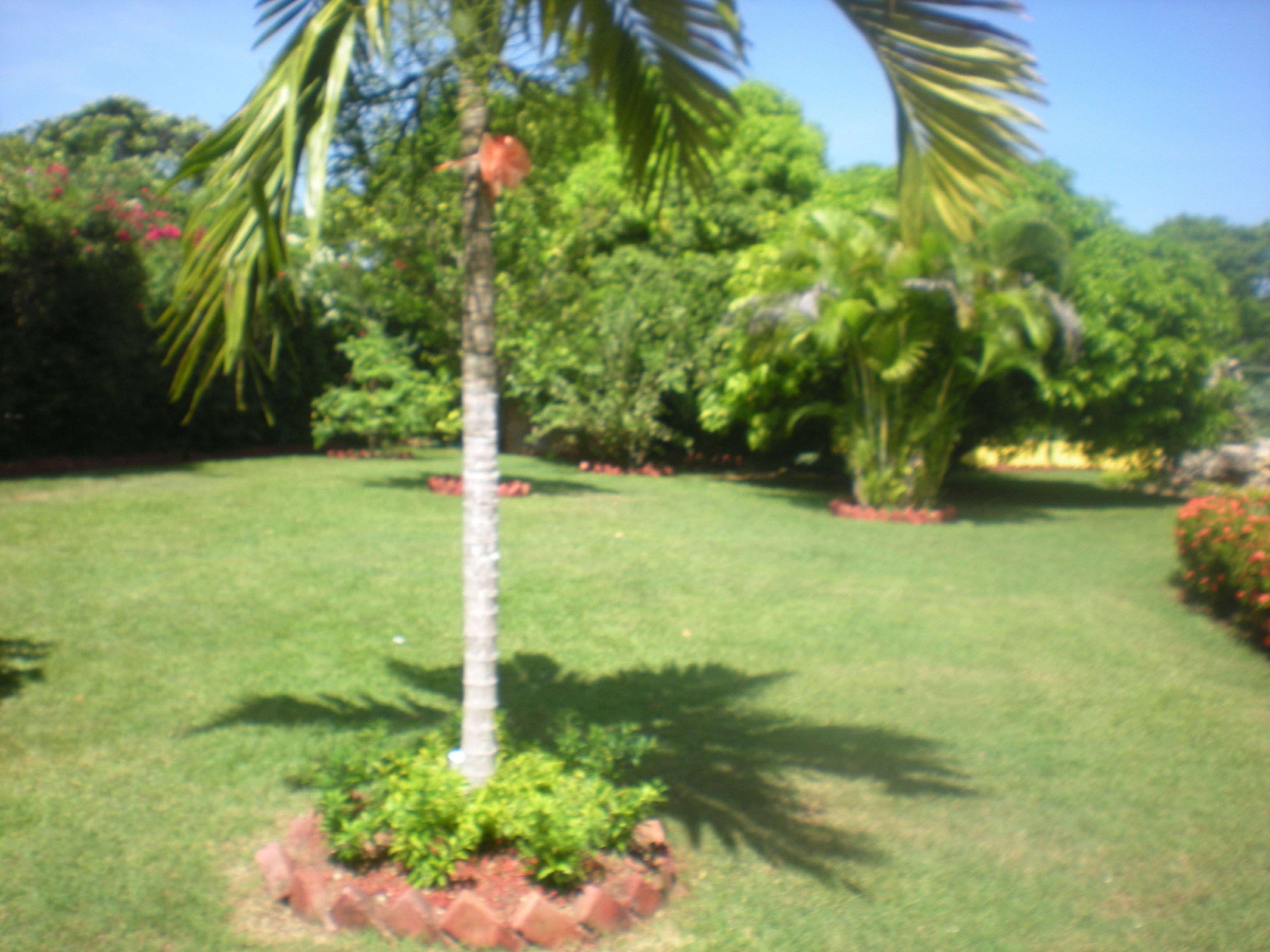 Un jardí ben cuidat amb una palmera al centre, envoltat de verdura abundant i flors vermelles.