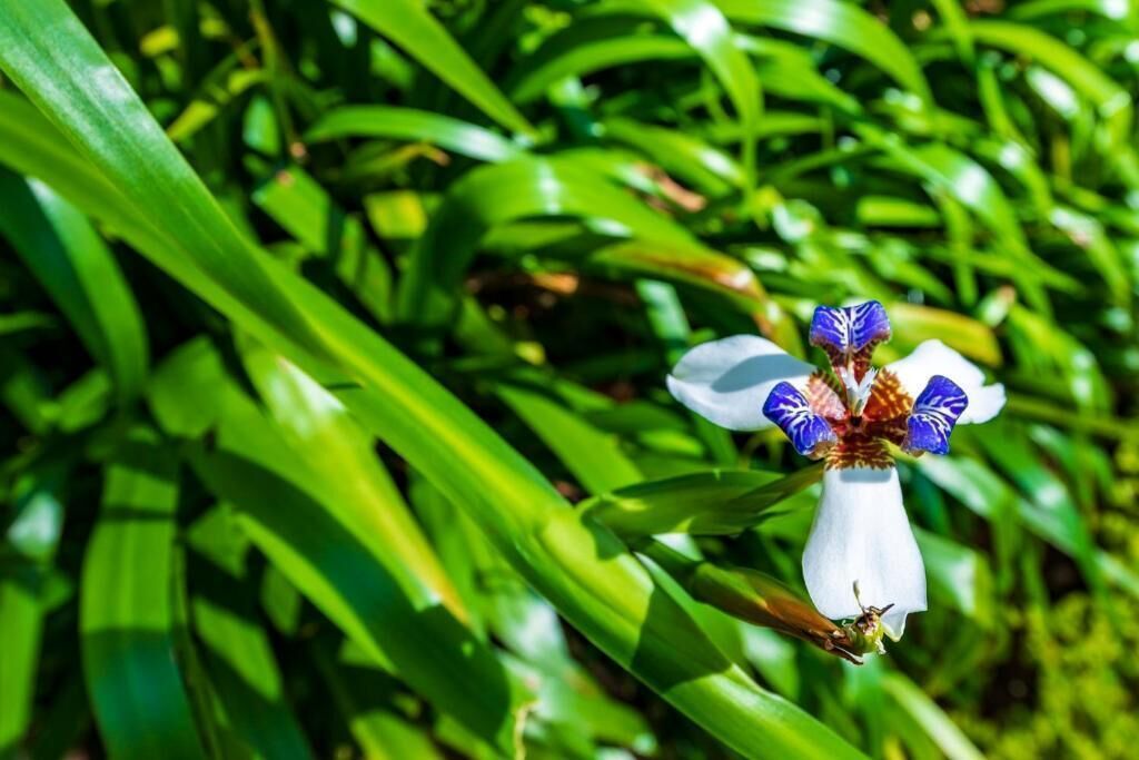 Primer plano de una flor blanca con pétalos azules y morados frente a un fondo de hojas verdes.