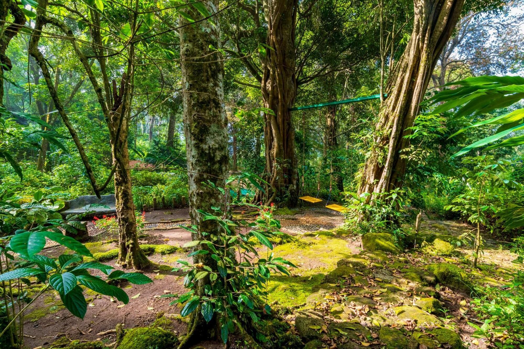 A dense forest with large trees and a dirt path.