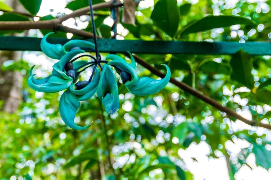 Une plante suspendue aux feuilles vertes et aux fleurs d’un violet foncé.