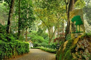 Property grounds - The Tall Trees Munnar (Devikolam)