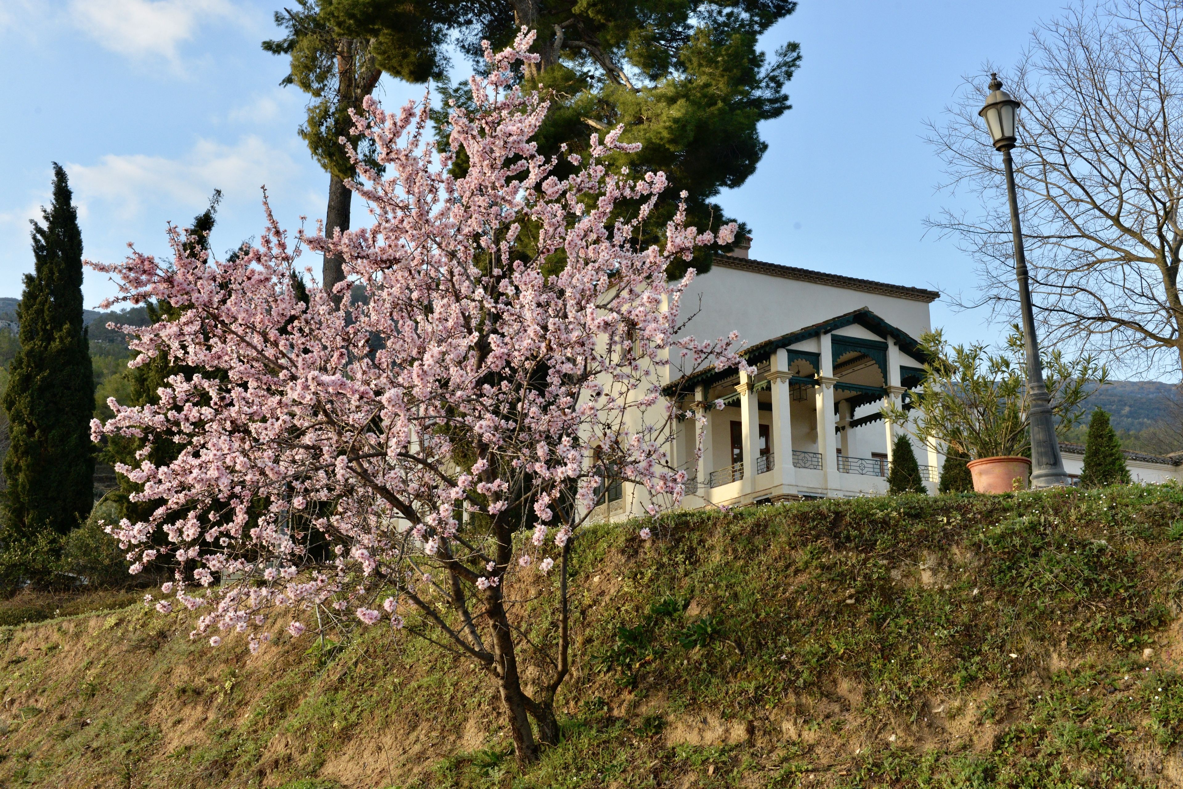A building with a white facade and green accents, surrounded by a lush garden with blooming pink trees.
