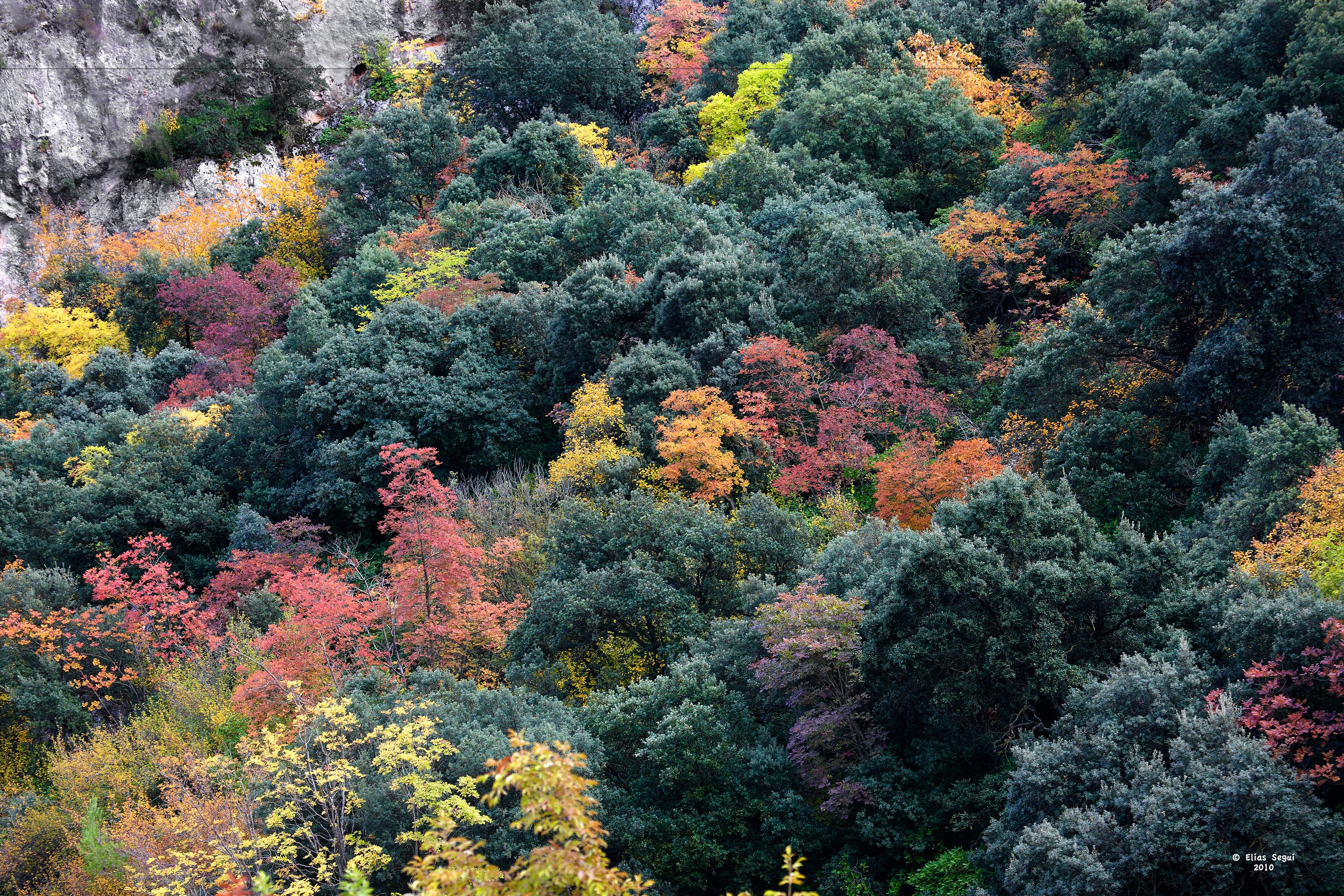Un bosque denso con varios árboles de distintos colores, probablemente indicando un paisaje natural.