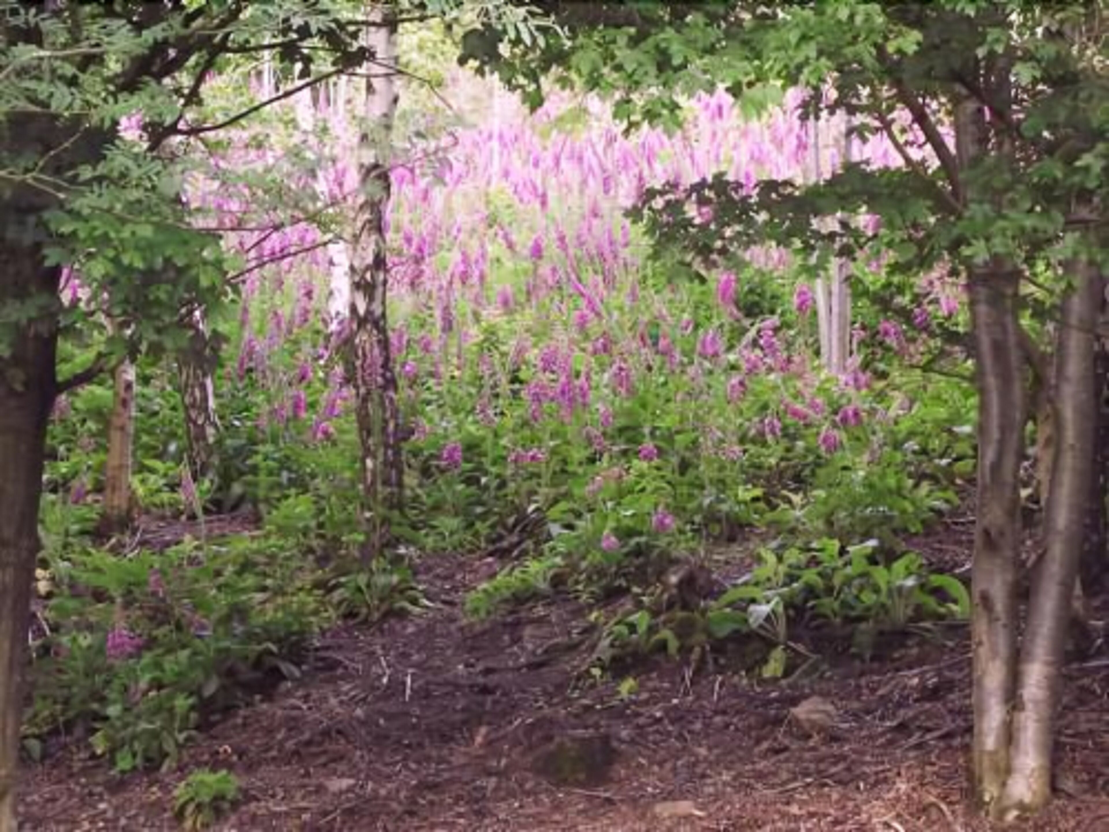 Een tuin met bomen en paarse bloemen.