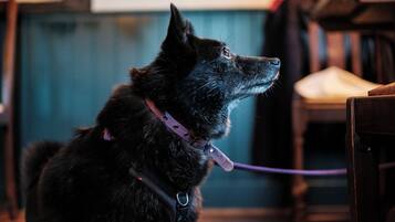 A black dog with a purple collar sitting indoors.