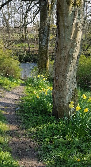 Un paysage naturel avec un sentier de terre, des arbres et des fleurs jaunes.