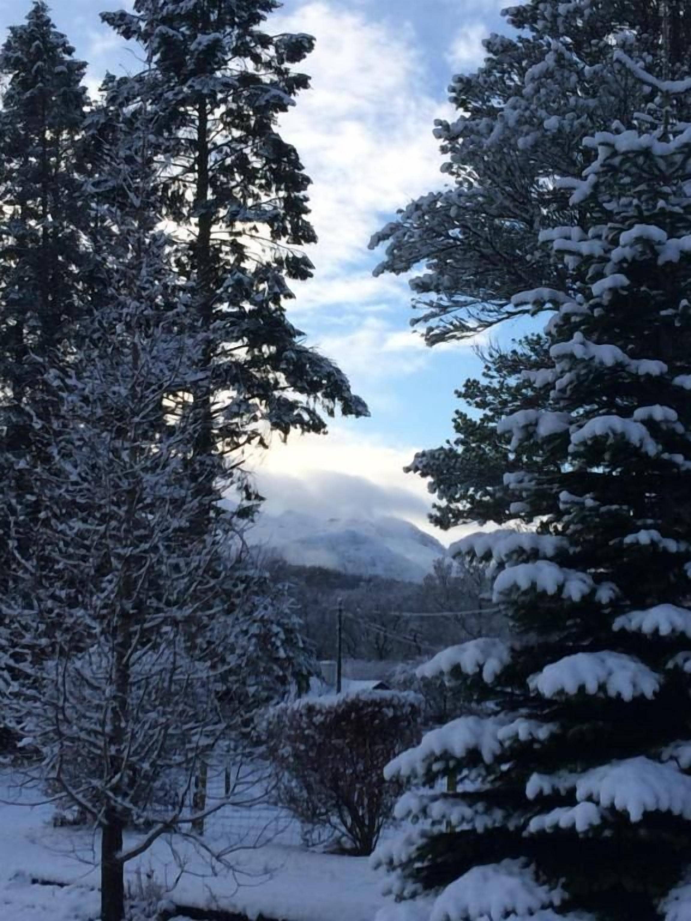 Et snødekt landskab med træer og et bjerg i baggrunden.