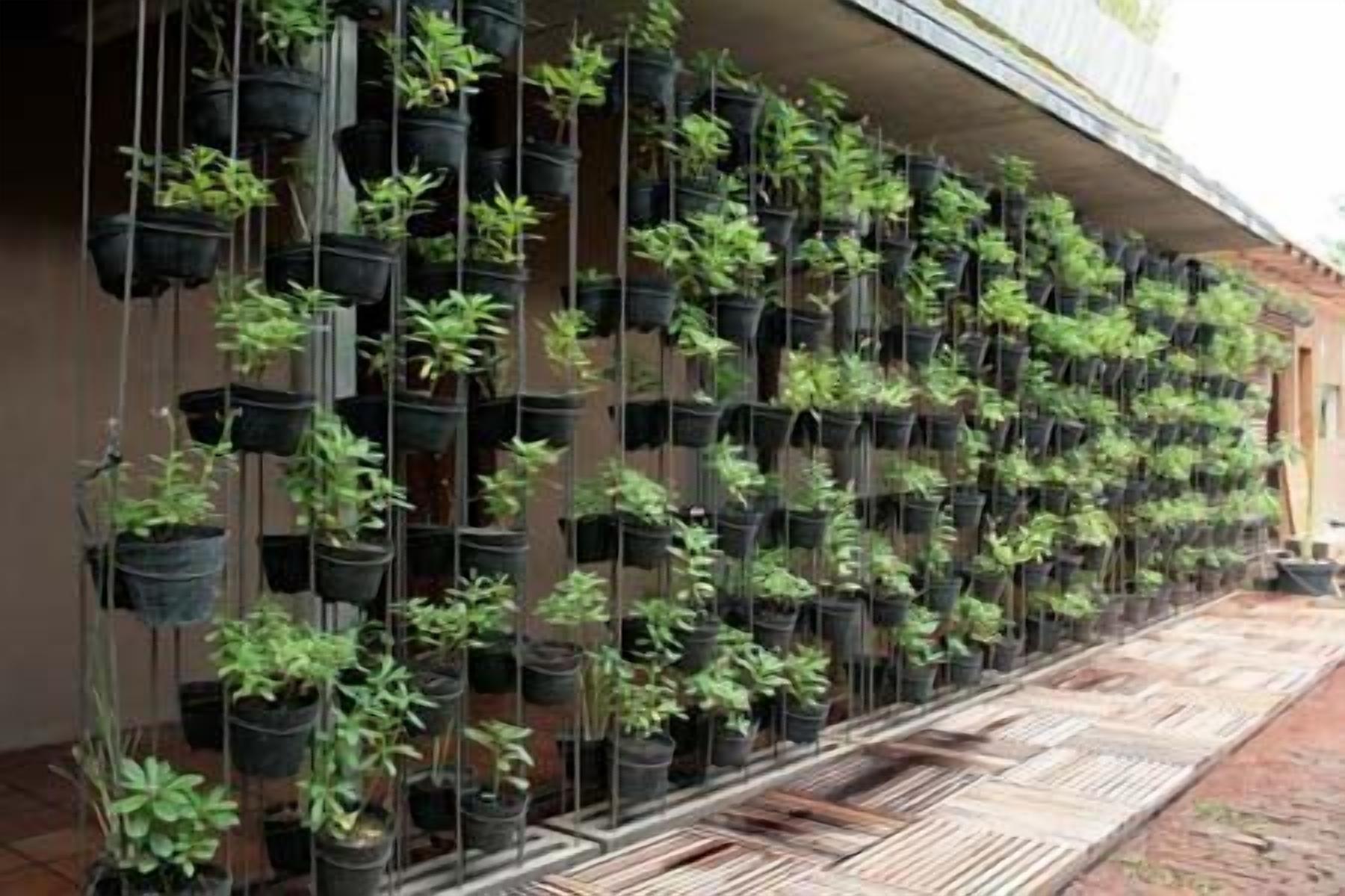 A wall of hanging planters with various plants.