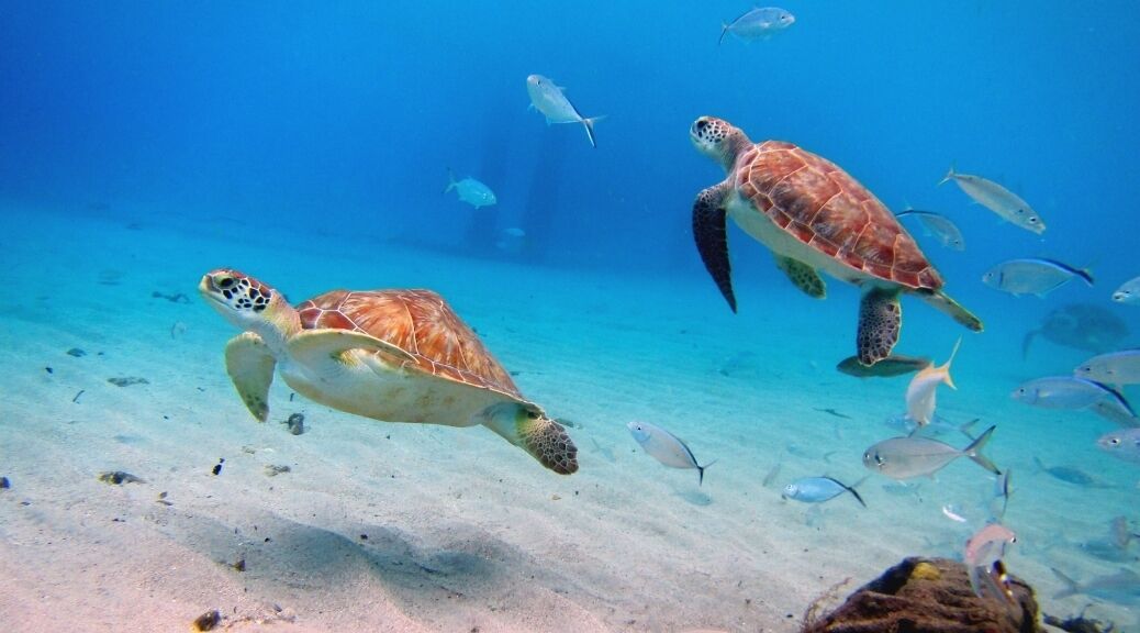 A turtle swimming with fish in clear blue water.